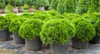Fast Growing Bushes for Garden Decoration | DIY